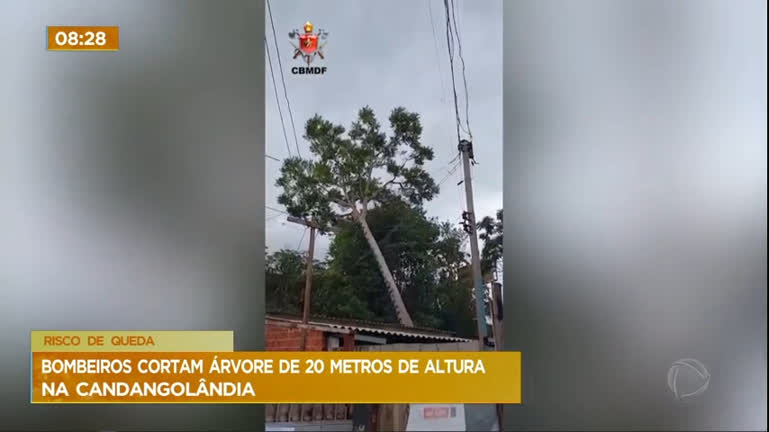 Vídeo: Bombeiros cortam árvore de 20 metros de altura na Candangolândia (DF)