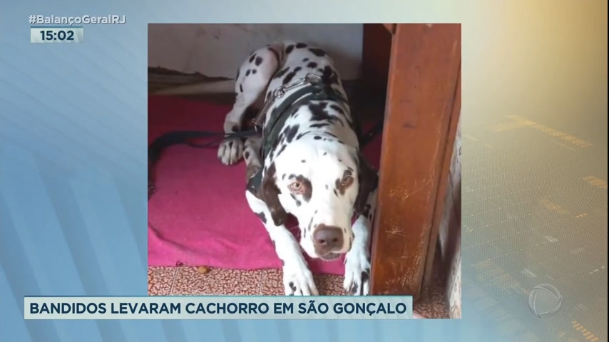 Vídeo: Campanha busca encontrar dálmata roubado em São Gonçalo (RJ)