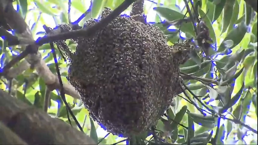 Vídeo: Ataque de abelhas na Asa Sul deixa duas pessoas feridas