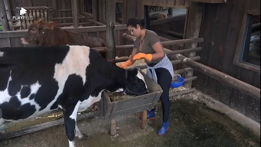 Vídeo: Peoas iniciam o trato da vaca com ajuda de Pelé | A Fazenda 14