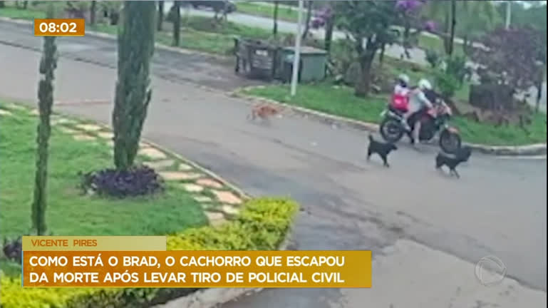 Vídeo: Cachorro de rua que levou tiro de um policial civil passou por cirurgia, continua internado e aguarda por adoção