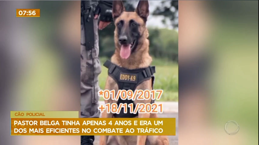 Vídeo: Morre Eddy, cão policial do Batalhão de Cães da PMDF