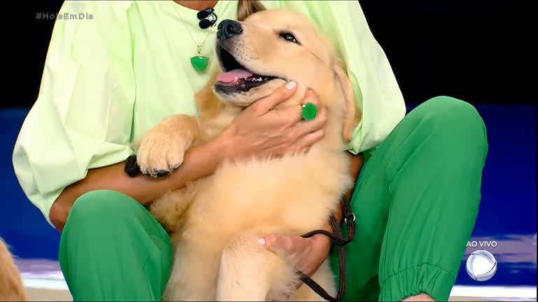 Vídeo: Saiba tudo a raça de cachorros golden retriever