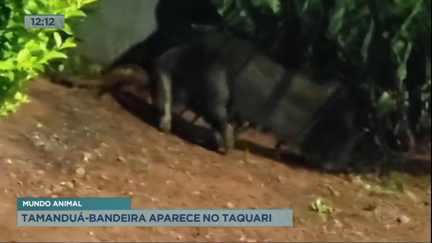 Vídeo: Moradores de Taquari (DF) flagram tamanduá-bandeira passeando na região