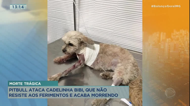 Vídeo: Morre cadelinha atacada por pitbull em Contagem (MG)