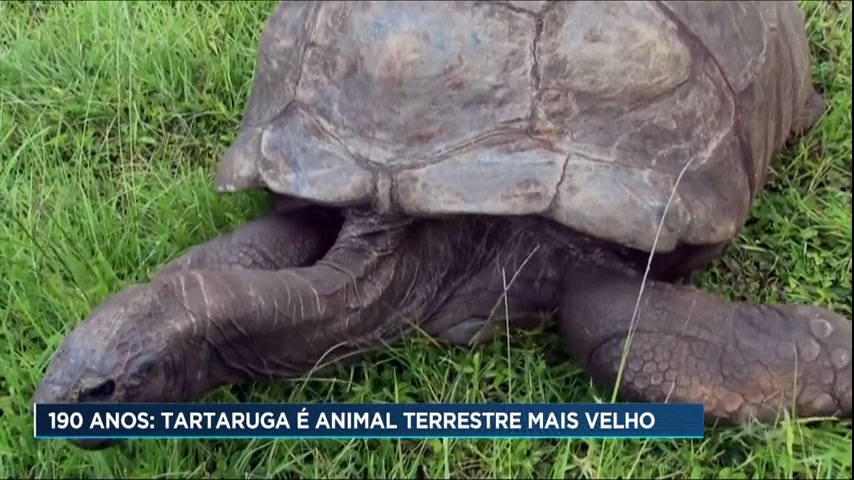 Vídeo: Com 190 anos, tartaruga é o animal terrestre mais velho do mundo