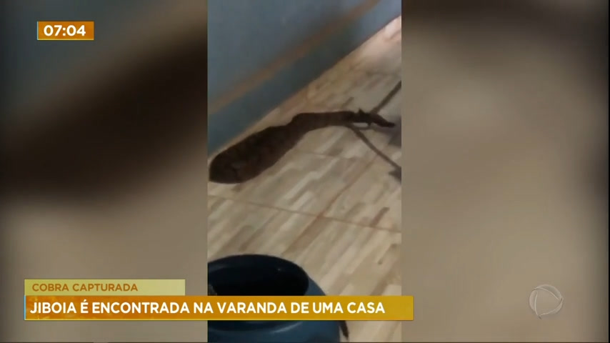 Vídeo: Jiboia é encontrada em varanda de casa em Luziânia (GO)