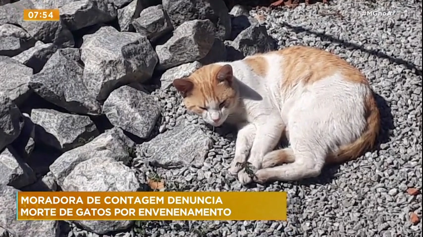 Vídeo: Mulher denuncia morte de gatos por envenenamento em Contagem (MG)