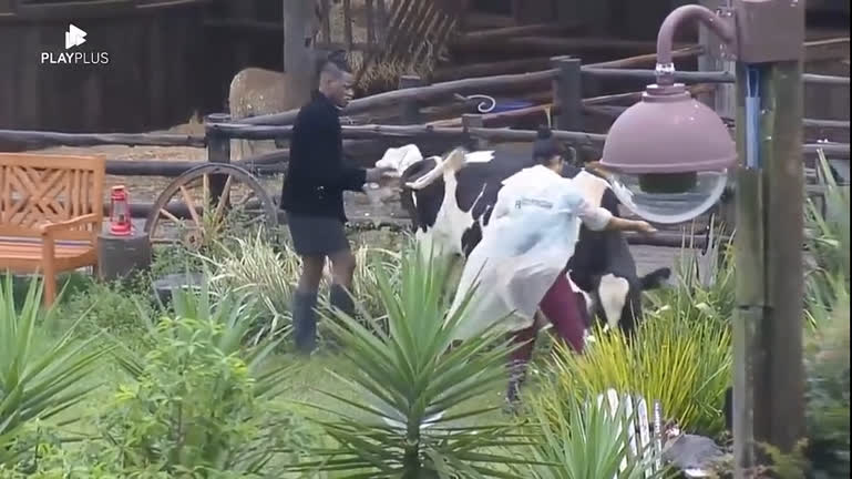 Vídeo: Que susto! Moranguinho leva uma "cabeçada" da vaca durante o trato | A Fazenda 14