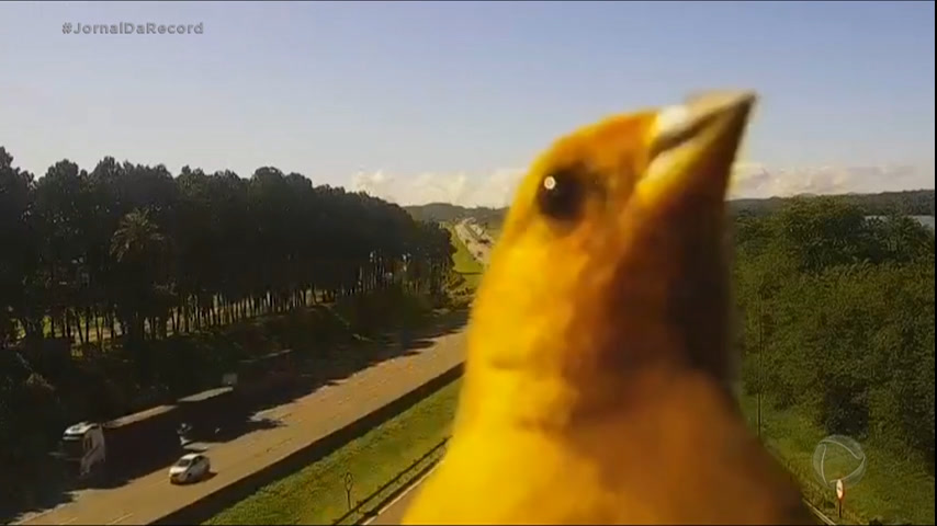 Vídeo: Voa, canarinho: na véspera do jogo da seleção, pássaro rouba a cena em câmera de segurança