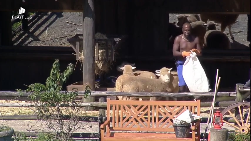 Vídeo: André conversa com as ovelhas durante a tarefa matinal | A Fazenda 14