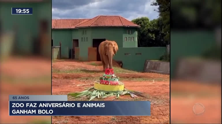 Vídeo: Zoológico faz aniversário e animais ganham bolo