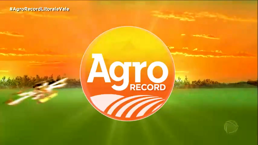 Vídeo: AGRO RECORD: Confira as últimas notícias do setor