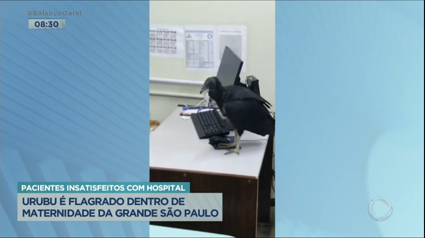 Vídeo: Denúncia: Urubu é flagrado dentro de maternidade na Grande São Paulo