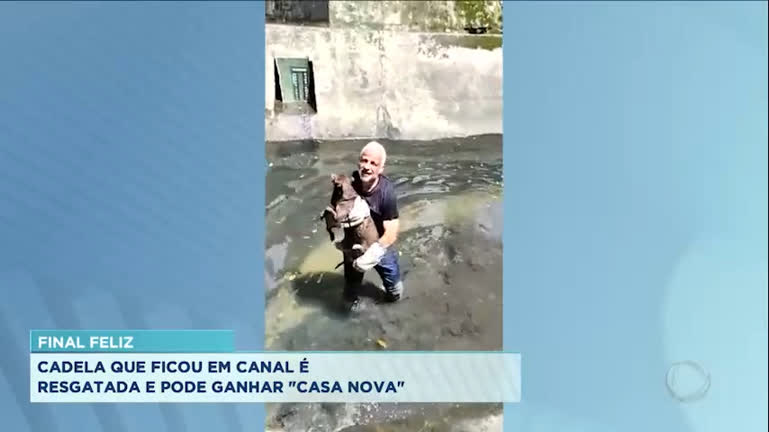 Vídeo: Cadela resgatada de canal em Santos será adotada