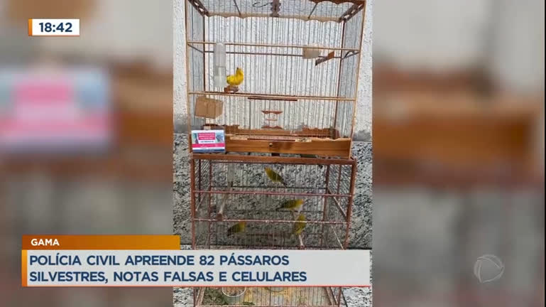 Vídeo: Polícia Civil apreende 82 pássaros silvestres no Gama