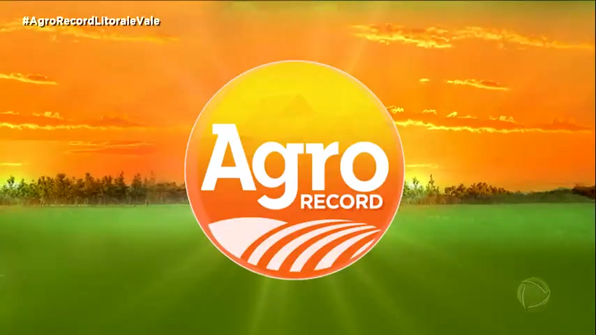 Vídeo: AGRO RECORD: Veja as últimas notícias do segmento