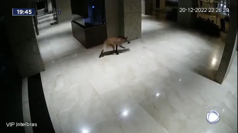 Vídeo: Lobo-guará é flagrado por câmera de segurança de prédio no Noroeste