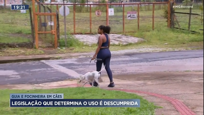 Vídeo: Lei que determina o uso de focinheira em cães é descumprida em MG