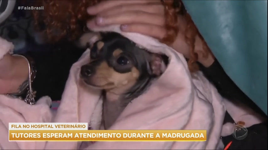 Tutores de animais fazem fila na madrugada por atendimento em hospital  veterinário - RecordTV - R7 Fala Brasil