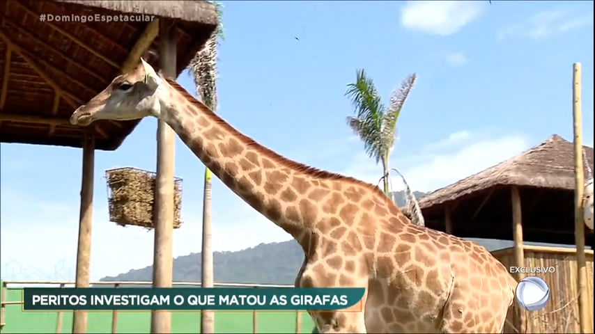 Vídeo: Domingo Espetacular mostra imagens inéditas da perícia de girafas trazidas da África do Sul para o Brasil