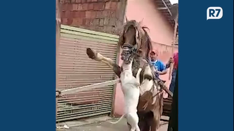 Em Cordisburgo, homem mata cachorro a machadadas após o mesmo atacar cavalo