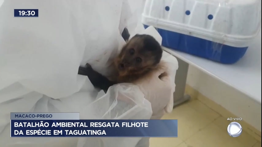 Vídeo: Batalhão Ambiental resgata filhote de macaco-prego em Taguatinga (DF)