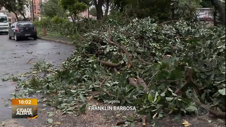 Vídeo: Árvore de grande porte cai em frente creche após chuvas no Guará