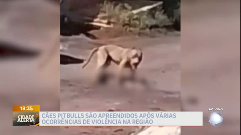 Vídeo: Pit-bulls que atacaram cadela e criança são apreendidos pela polícia do DF