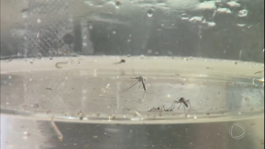 Vídeo: Distrito Federal registrou 38 mil casos de dengue no ano passado