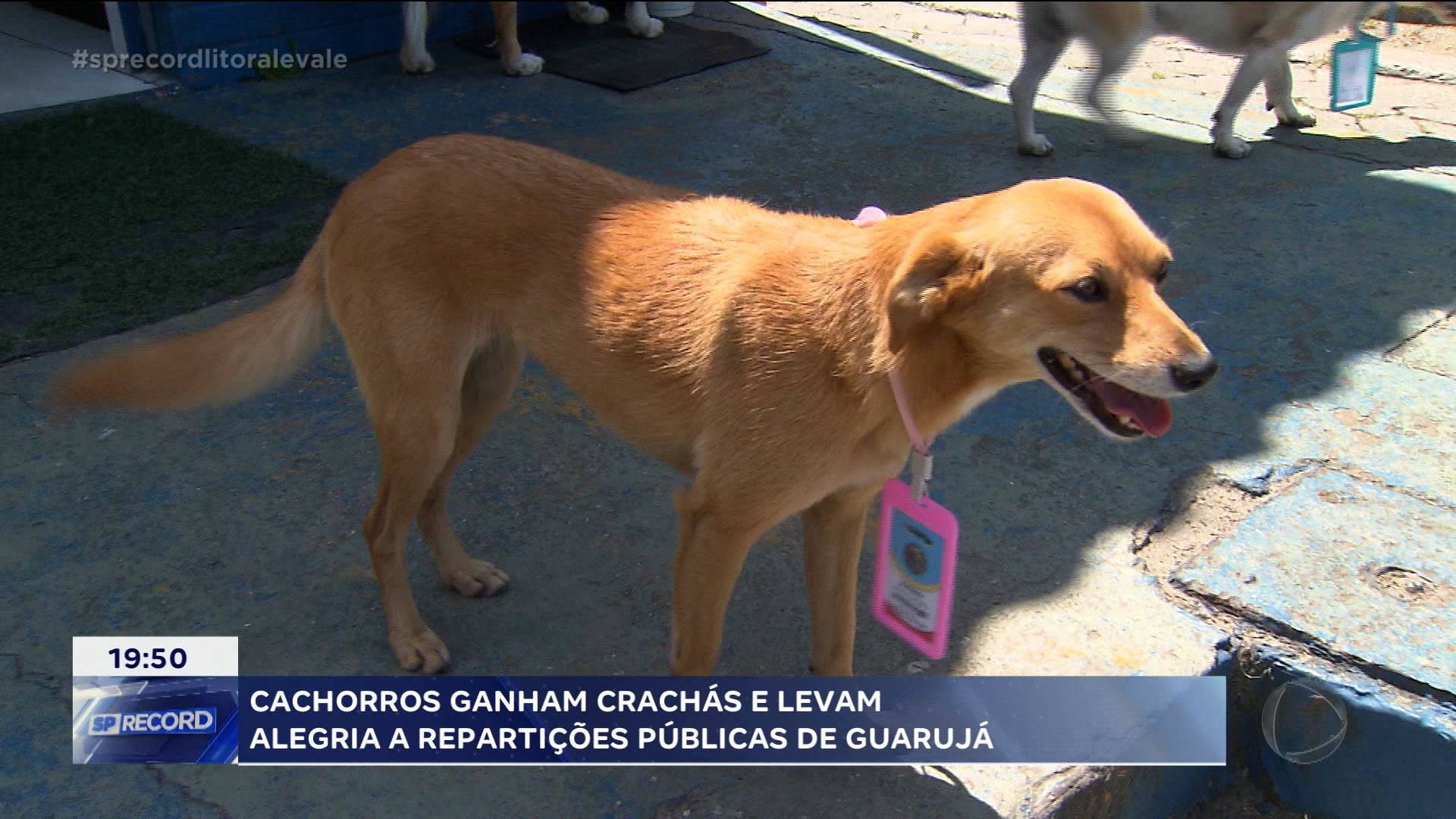 Vídeo: Servidores de Guarujá acolhem pets no ambiente de trabalho