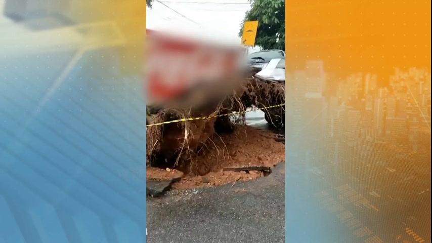 Vídeo: Motorista quase é atingida por árvore enquanto voltava de enterro do pai em Ibirité (MG)