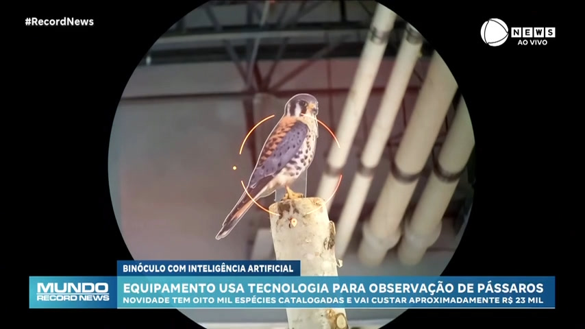 Vídeo: Binóculo controlado por inteligência artificial mostra espécies de pássaros