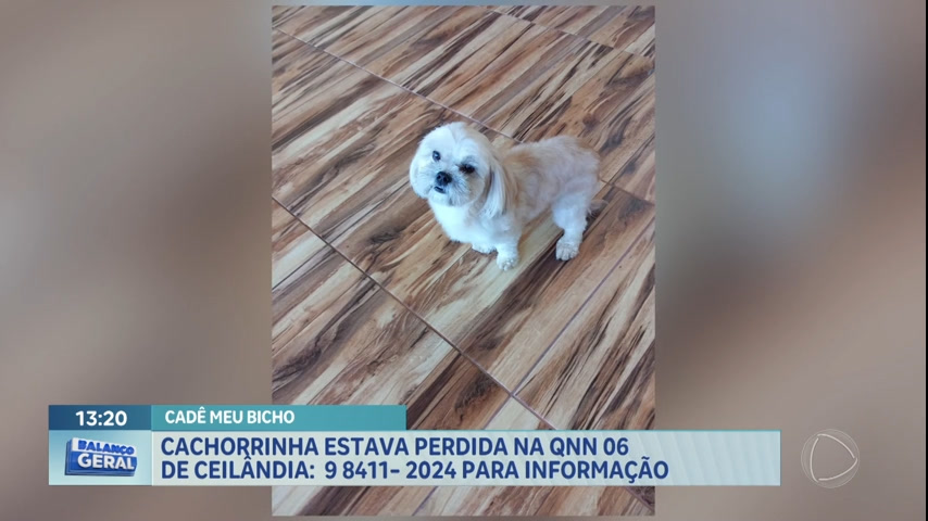Vídeo: Cachorro é encontrado em Ceilândia; moradores procuram donos