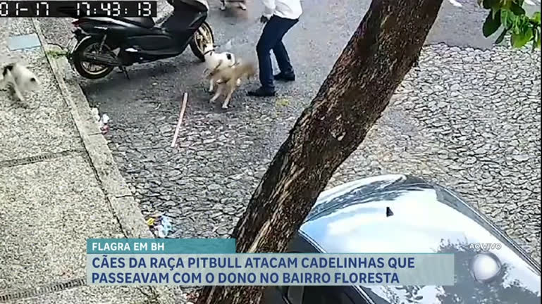 Vídeo: Cachorros da raça pitbull atacam duas cadelas em Belo Horizonte