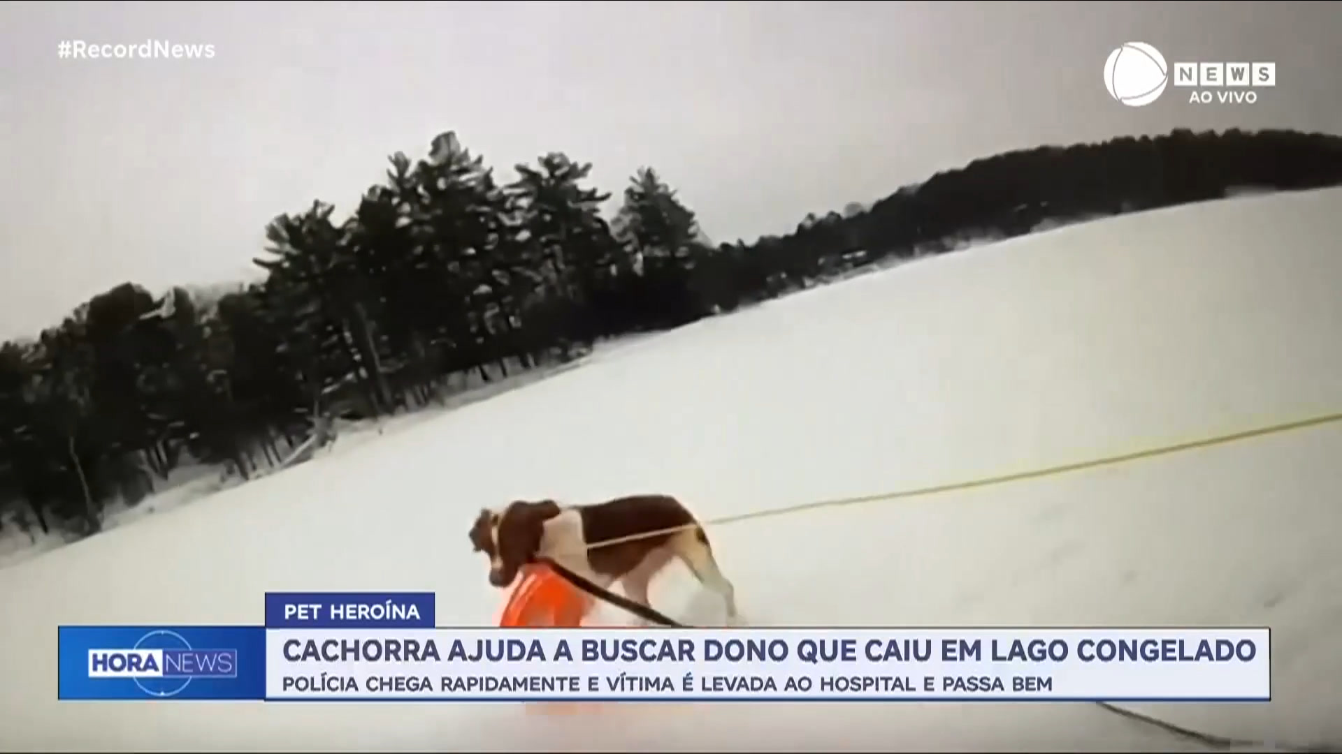 Vídeo: Cachorra ajuda a resgatar dono idoso que caiu em lago congelado nos Estados Unidos