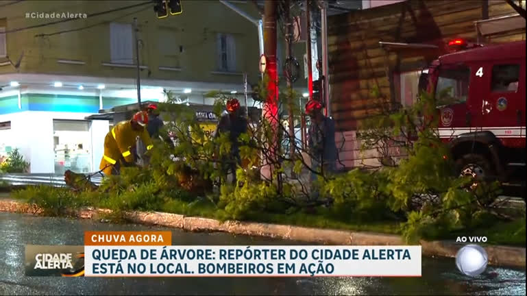 Vídeo: Temporal provoca queda de árvore na zona oeste de São Paulo