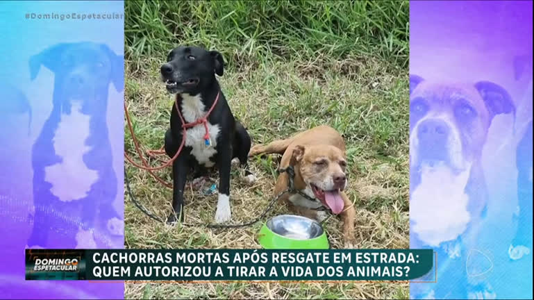 Vídeo: Cachorras fogem de casa e sofrem eutanásia sem o consentimento dos tutores