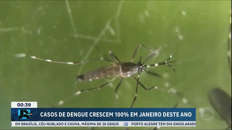 Vídeo: Casos de dengue crescem 100% em janeiro deste ano