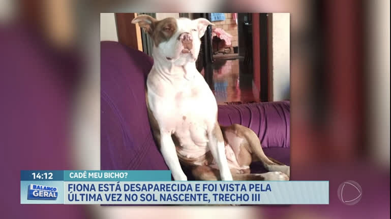 Vídeo: Família procura por cachorro desaparecido em Sol Nascente