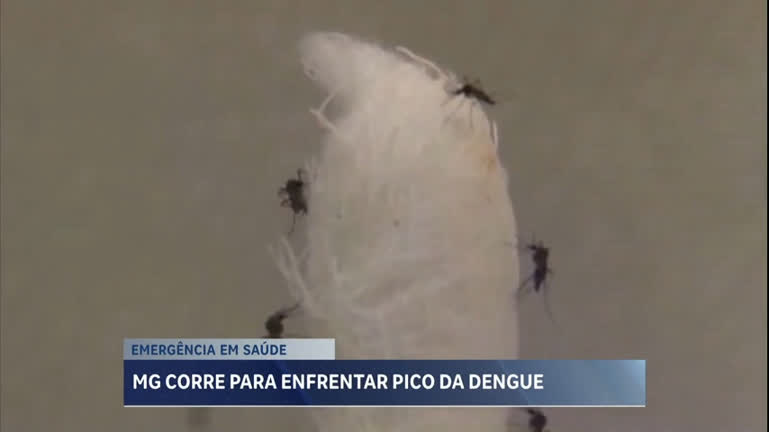 Vídeo: Ministério da Saúde alerta para avanço da dengue e MG vai decretar estado de emergência