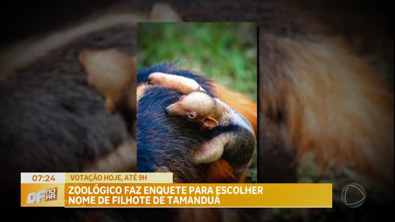 Vídeo: Zoo de Brasília abre votação para público escolher nome de filhote de tamanduá-mirim