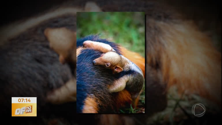 Vídeo: Filhote de tamanduá do zoológico recebe nome após resultado de enquete