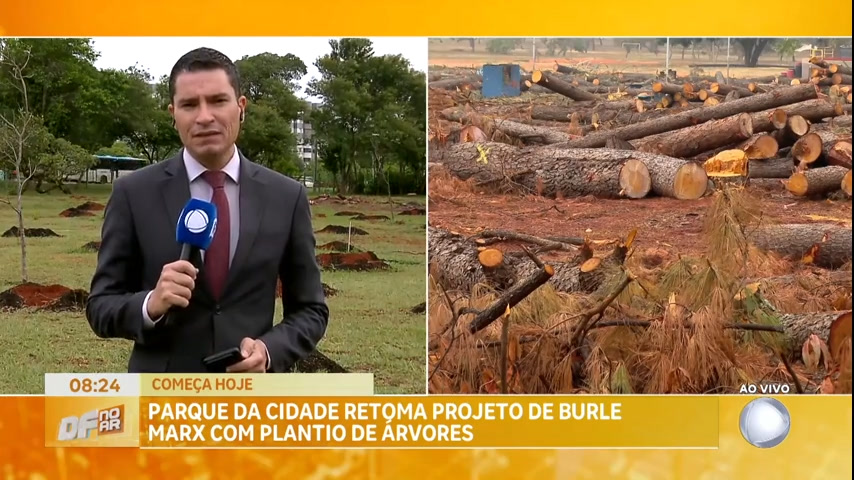 Vídeo: Parque da Cidade retoma plantio de árvores após retirada de pinheiros
