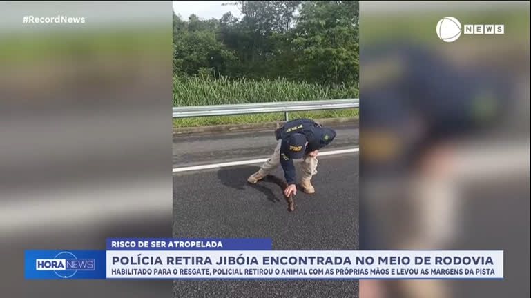 Vídeo: Jiboia é resgatada no meio da estrada por policiais rodoviários
