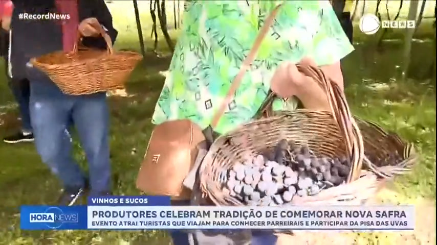 Vídeo: No Rio Grande do Sul, turistas são atraídos para participar da tradicional pisa das uvas
