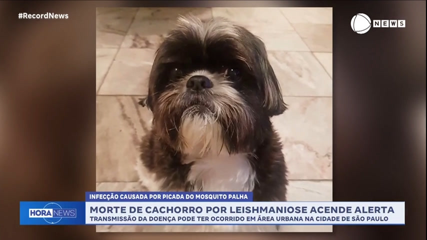 Vídeo: Morte de cachorro por leishmaniose acende alerta entre os tutores de pets