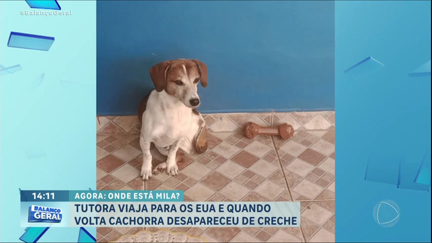 Vídeo: Cachorrinha desaparece após ser deixada em creche para animais na zona oeste de SP