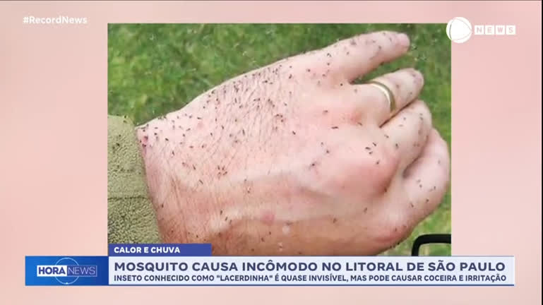 Vídeo: Mosquito 'lacerdinha' se prolifera no litoral paulista e causa incômodo nos moradores