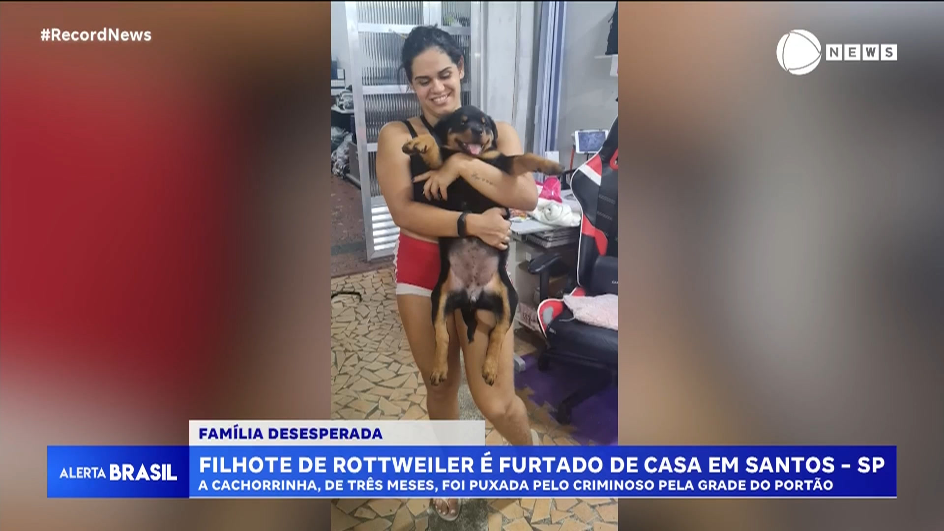 Vídeo: Filhote de rottweiler é furtado de casa em Santos, no litoral sul de SP; veja vídeo